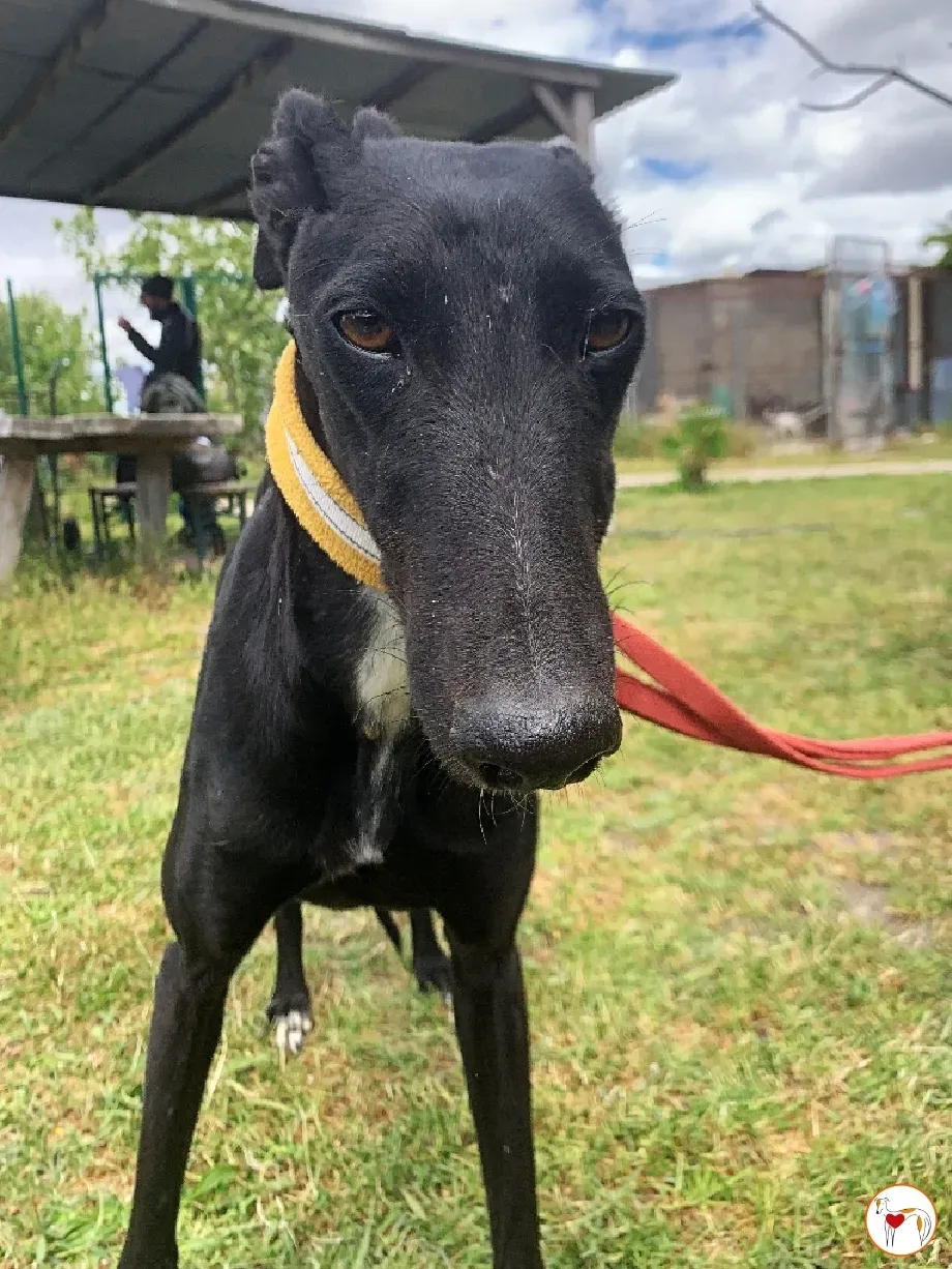 mary galgo adozione 07 1