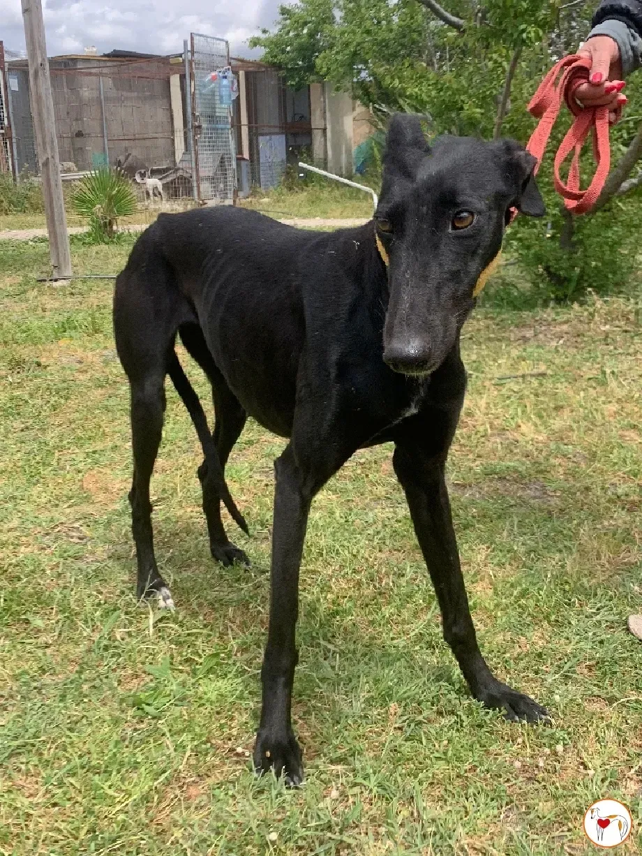 mary galgo adozione 08 1