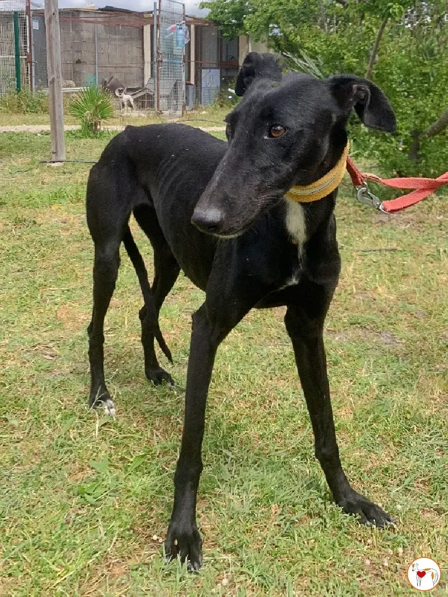 mary galgo adozione 09 1