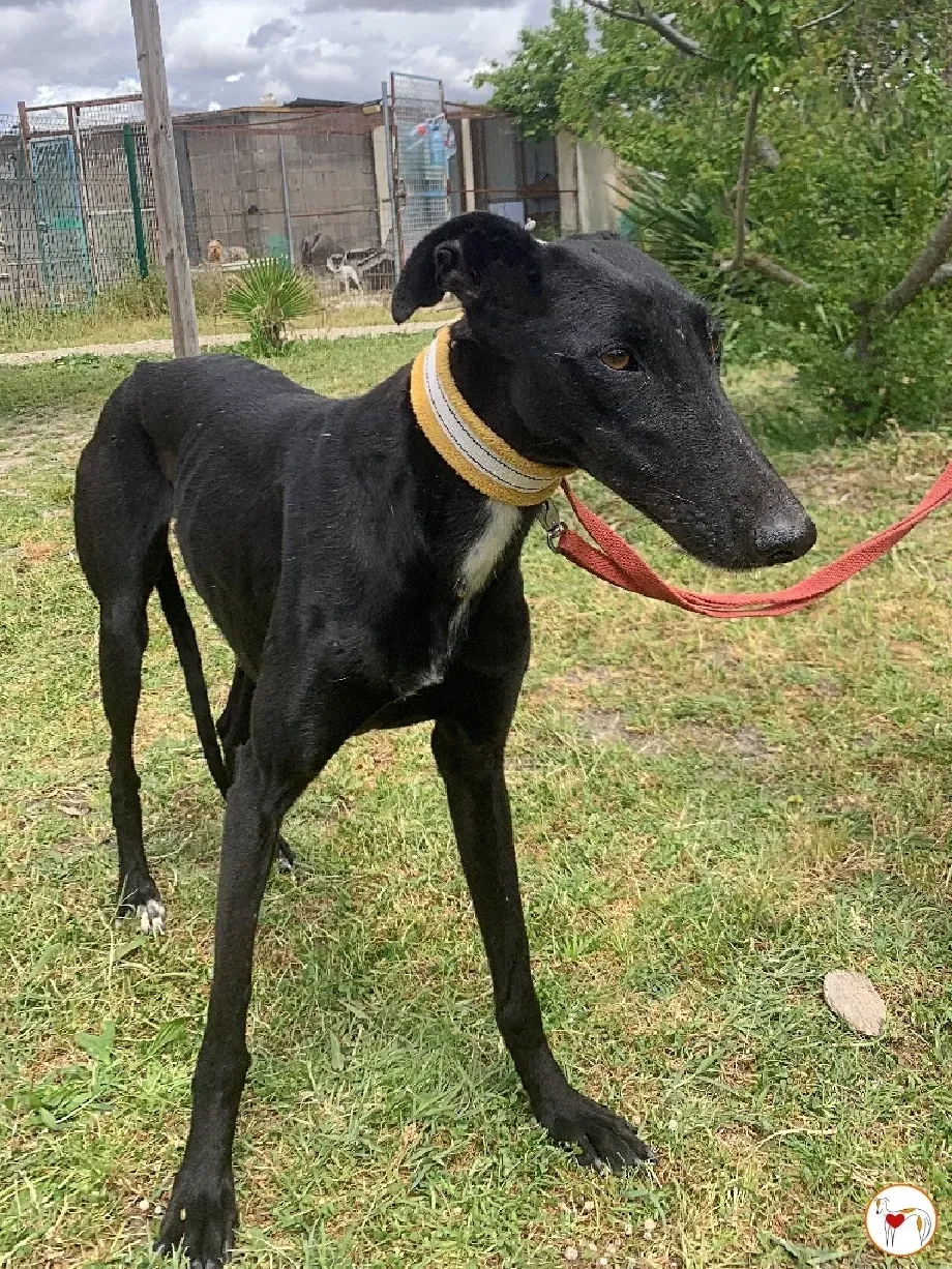 mary galgo adozione 10 1