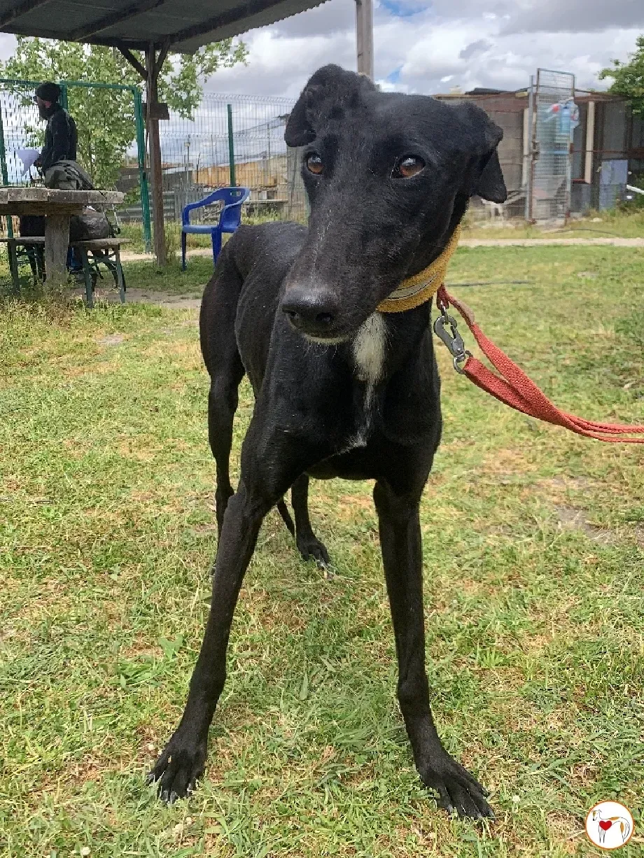 mary galgo adozione 11 3