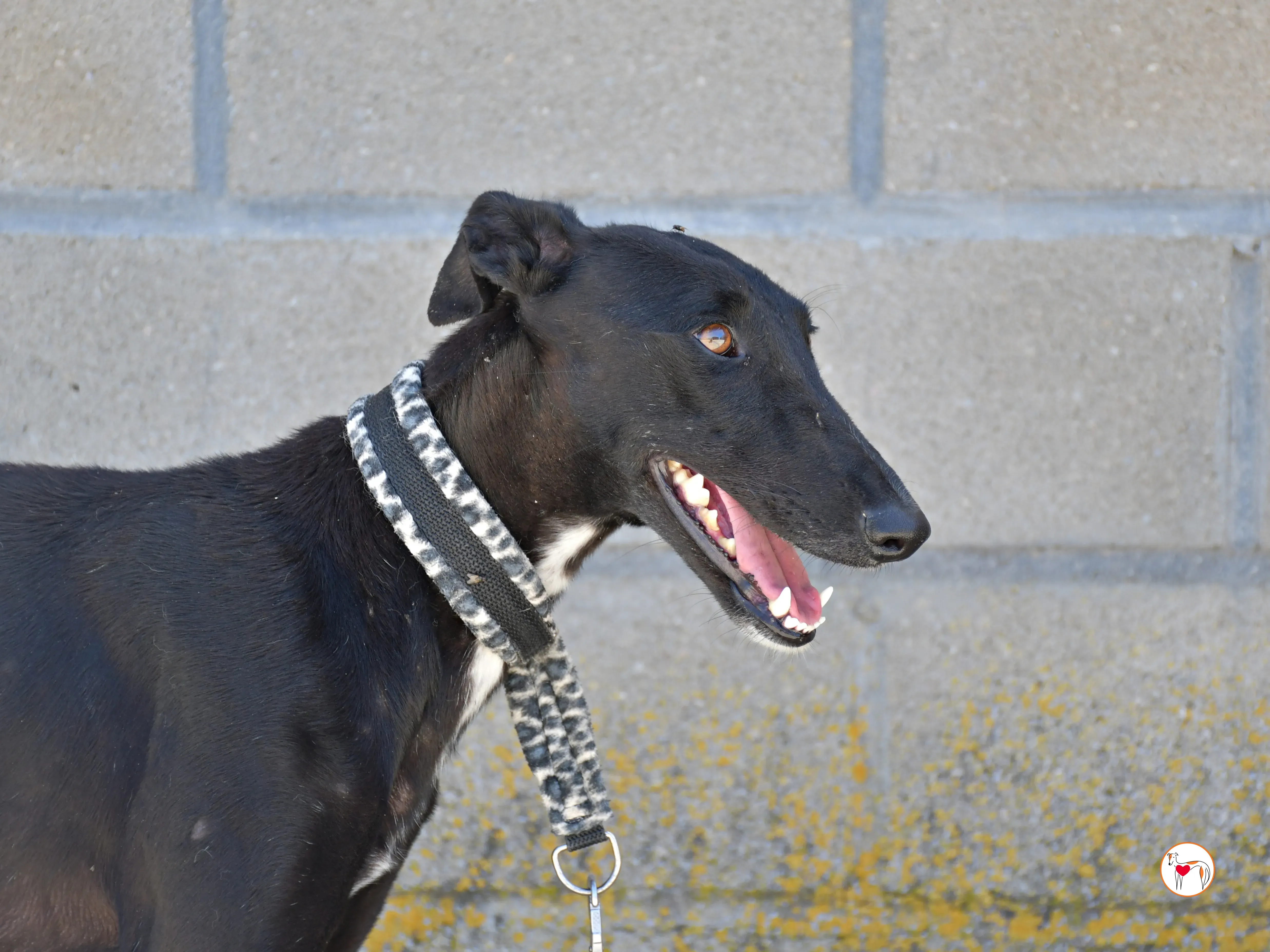 mary galgo adozione 12