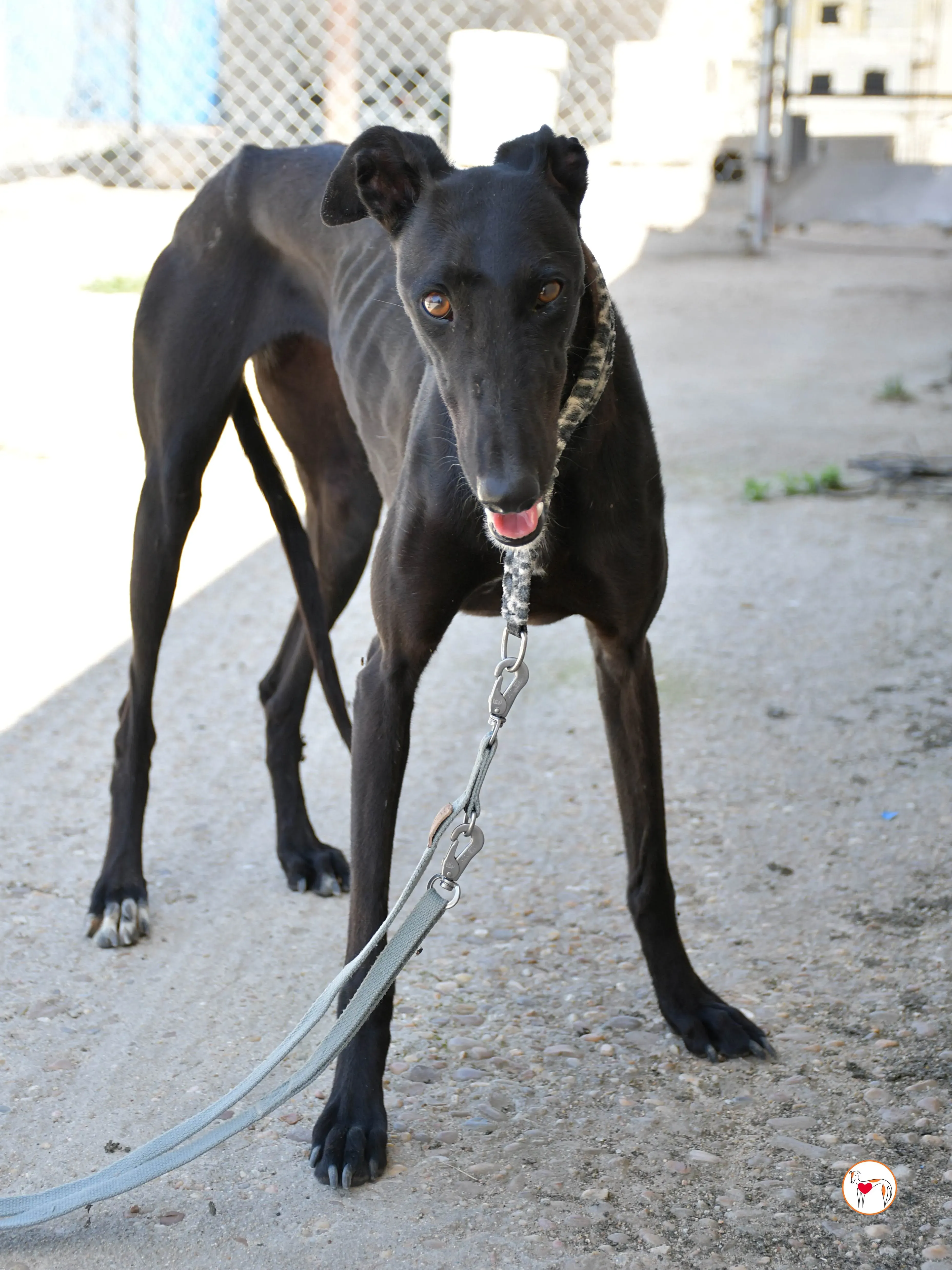 mary galgo adozione 13 1