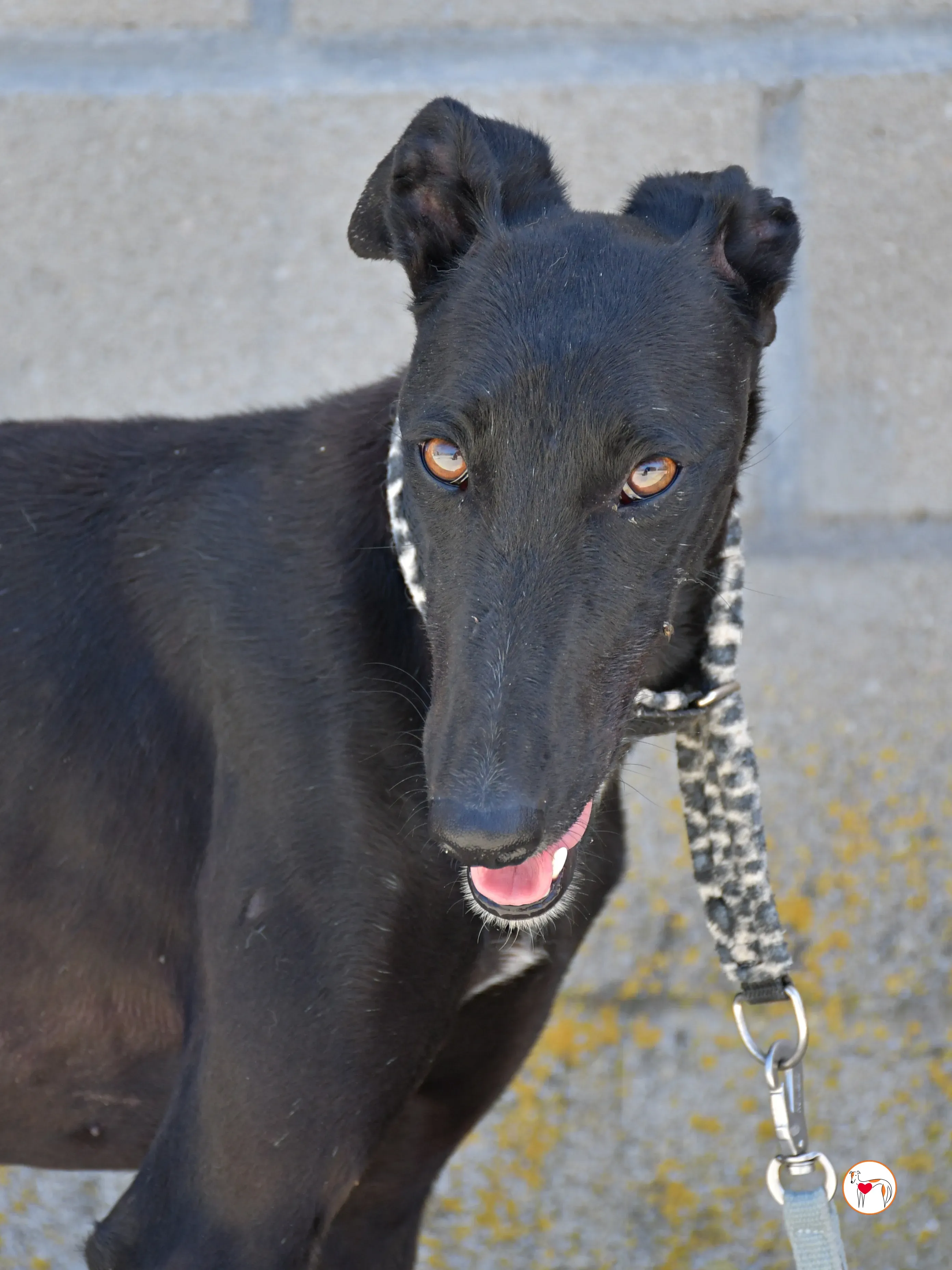 mary galgo adozione 14