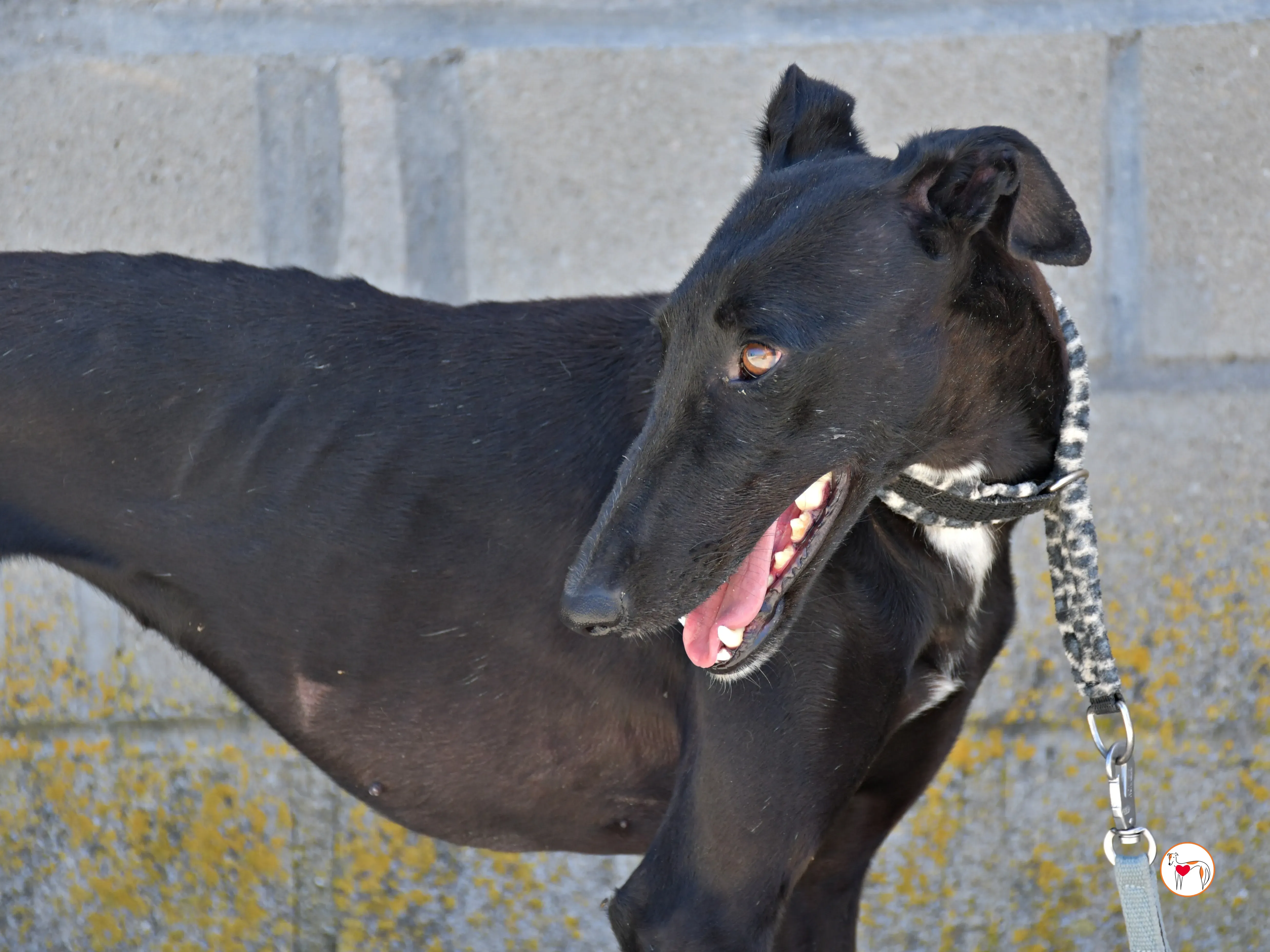 mary galgo adozione 15