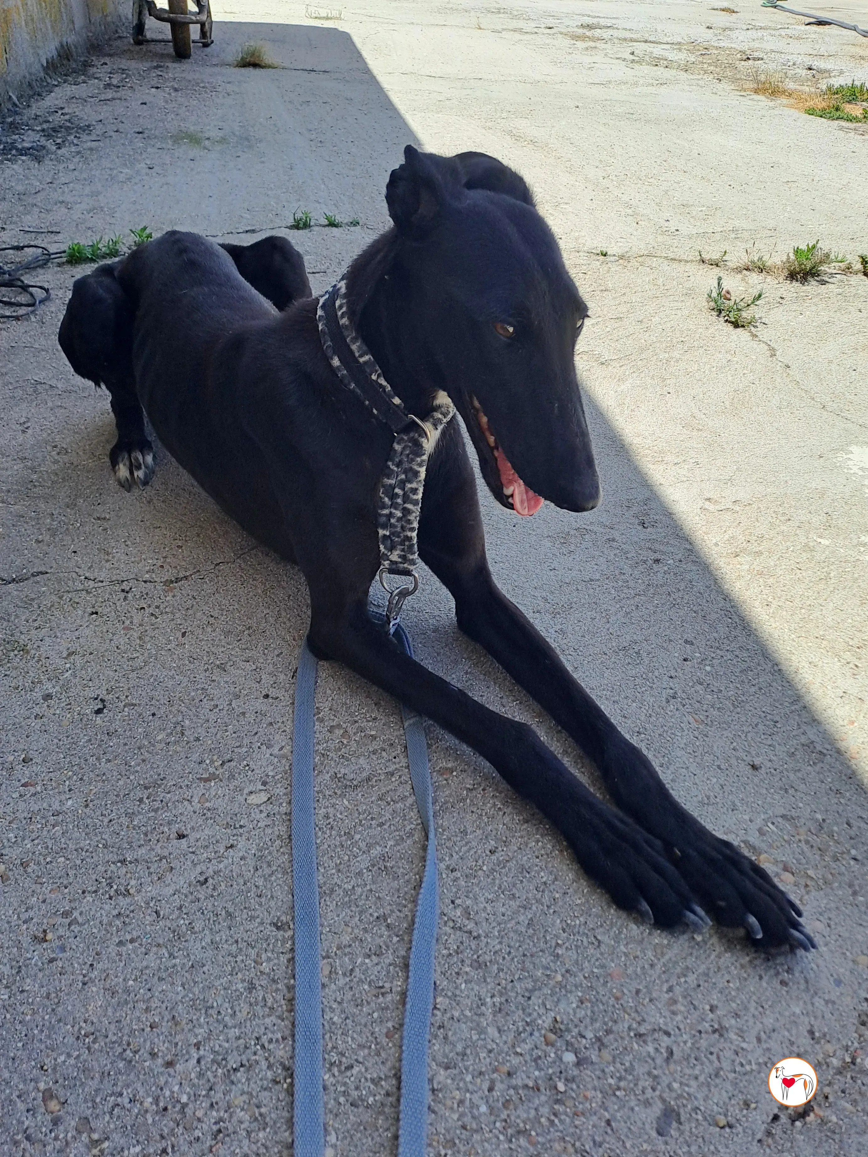 mary galgo adozione 16