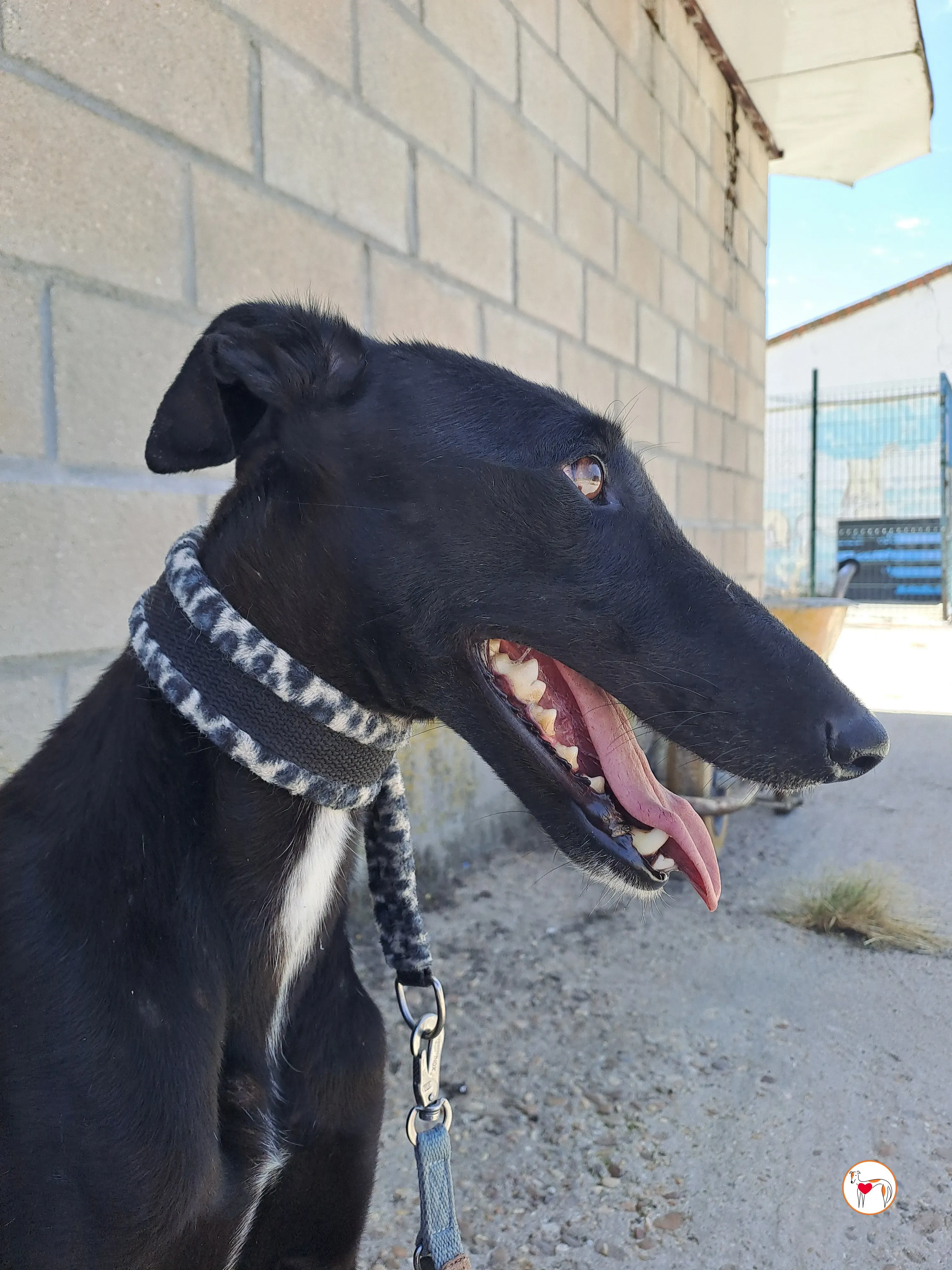 mary galgo adozione 17