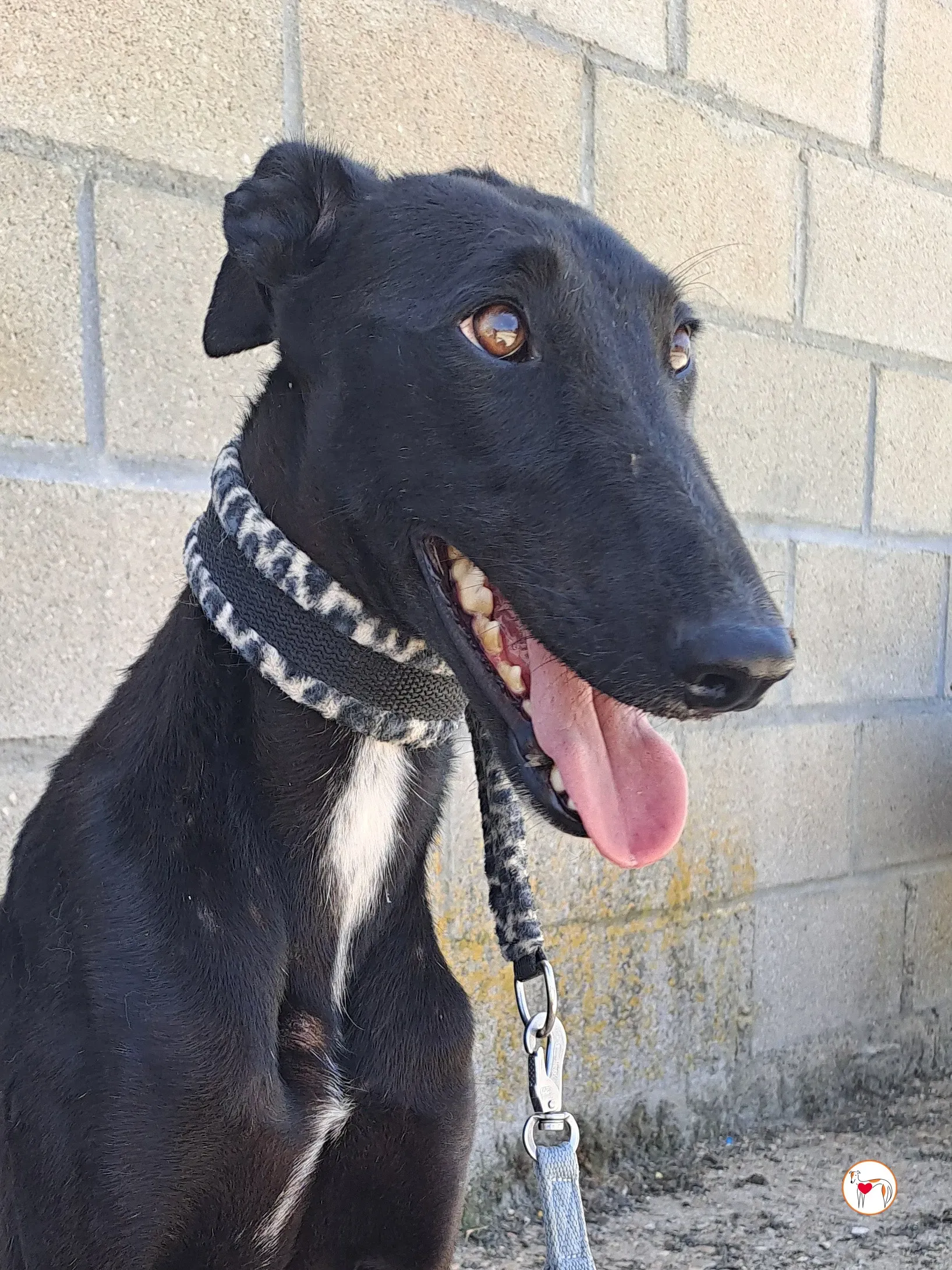 mary galgo adozione 18