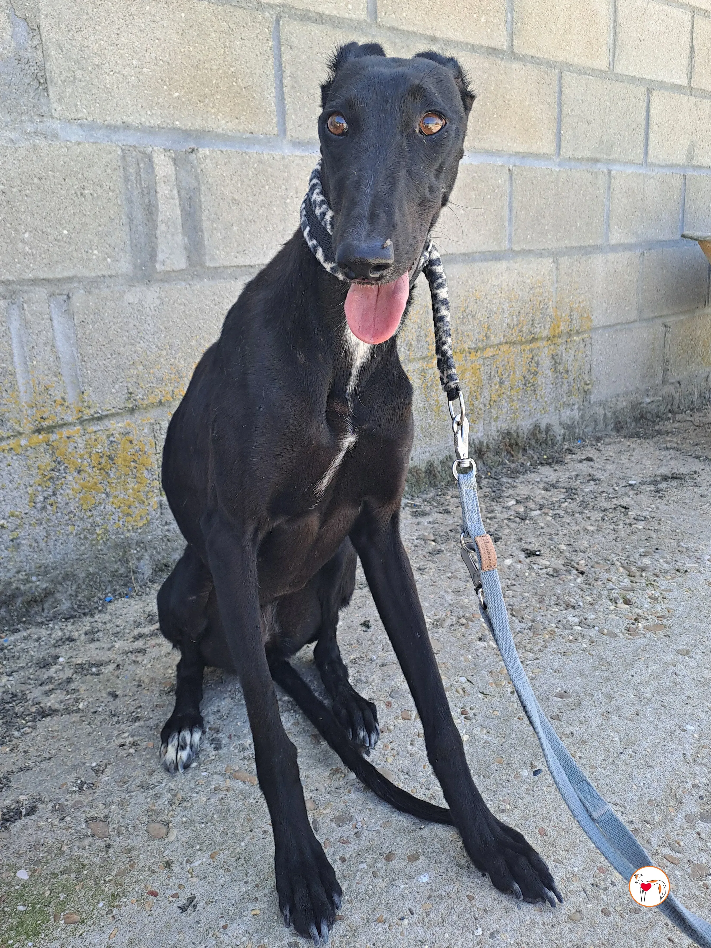 mary galgo adozione 19