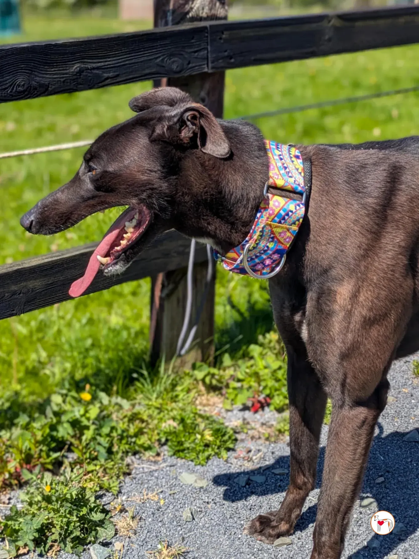 mary kate grey adozione 01