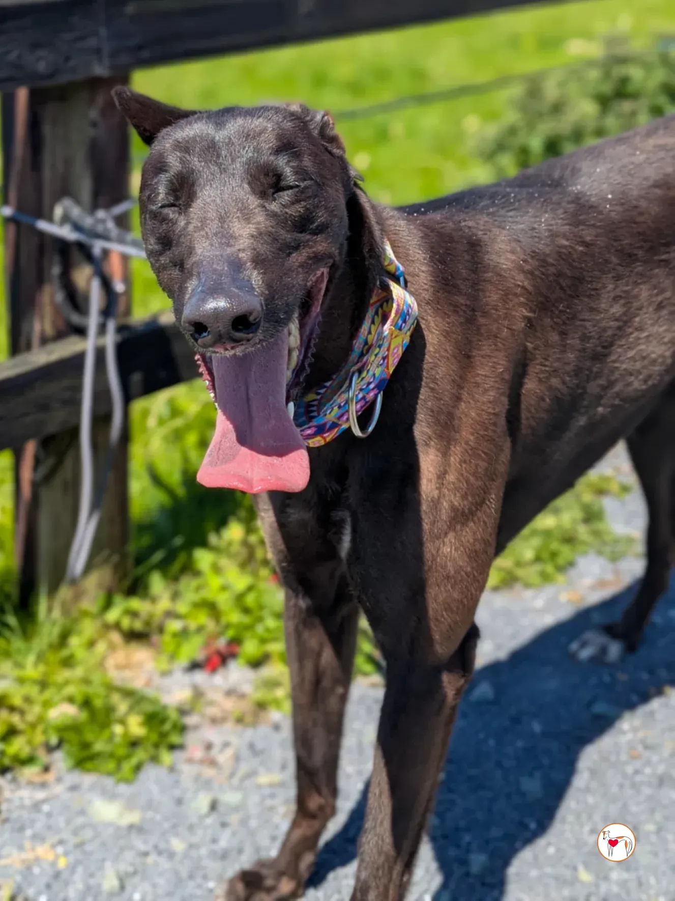 mary kate grey adozione 02