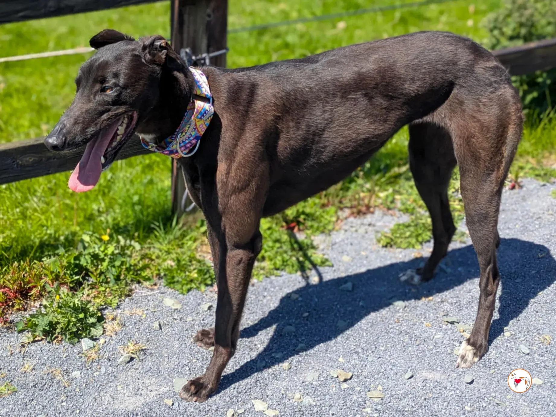 mary kate grey adozione 03