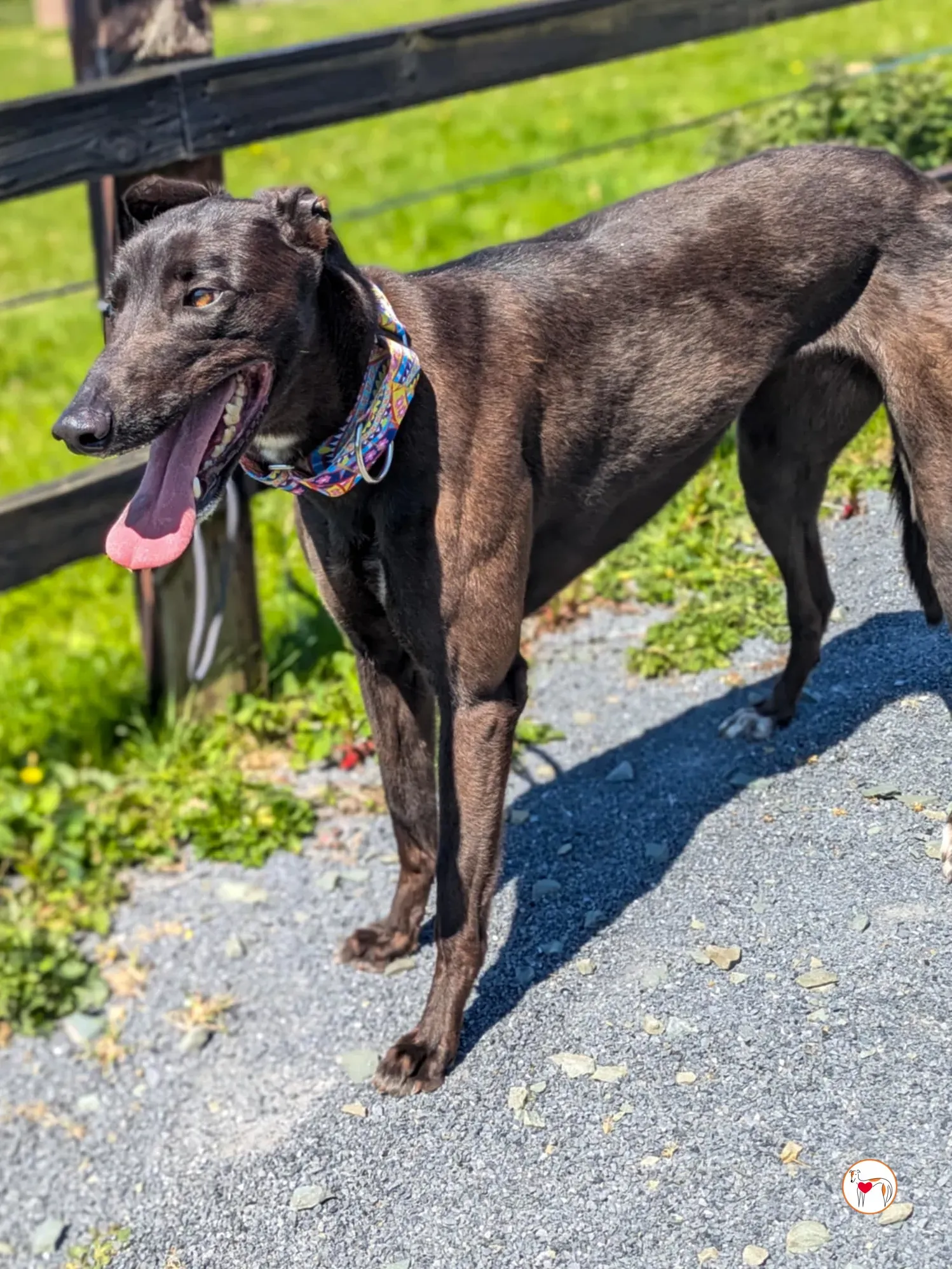 mary kate grey adozione 04