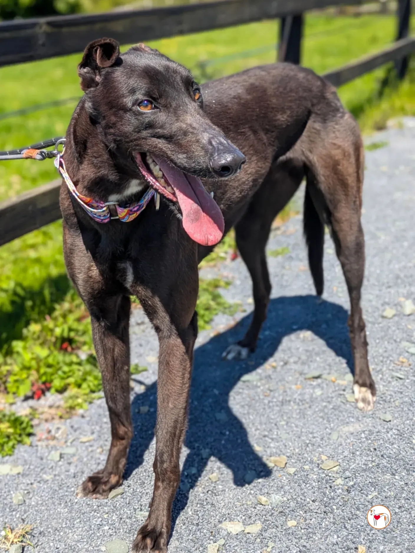 mary kate grey adozione 05