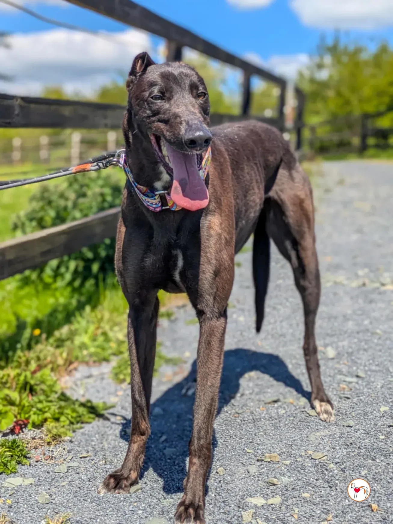 mary kate grey adozione 06