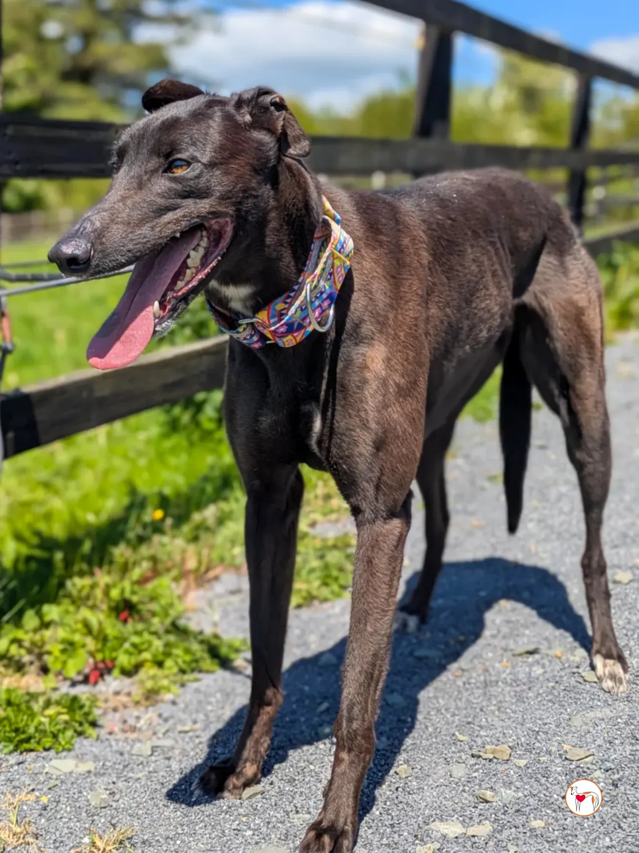 mary kate grey adozione 07