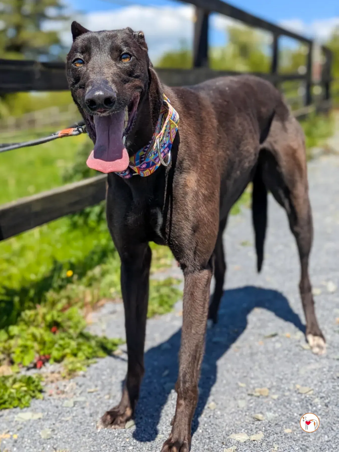 mary kate grey adozione 08