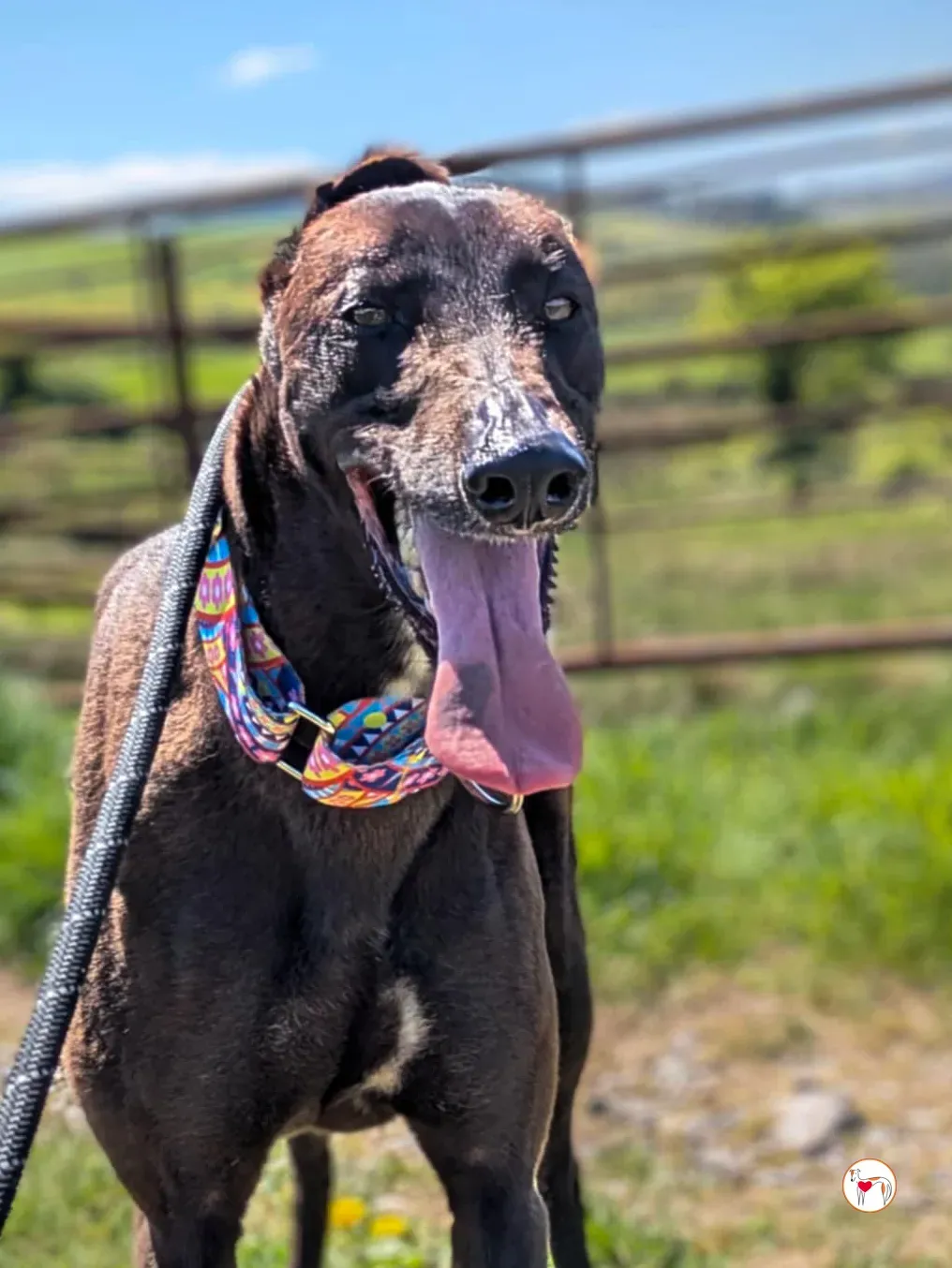 mary kate grey adozione 09