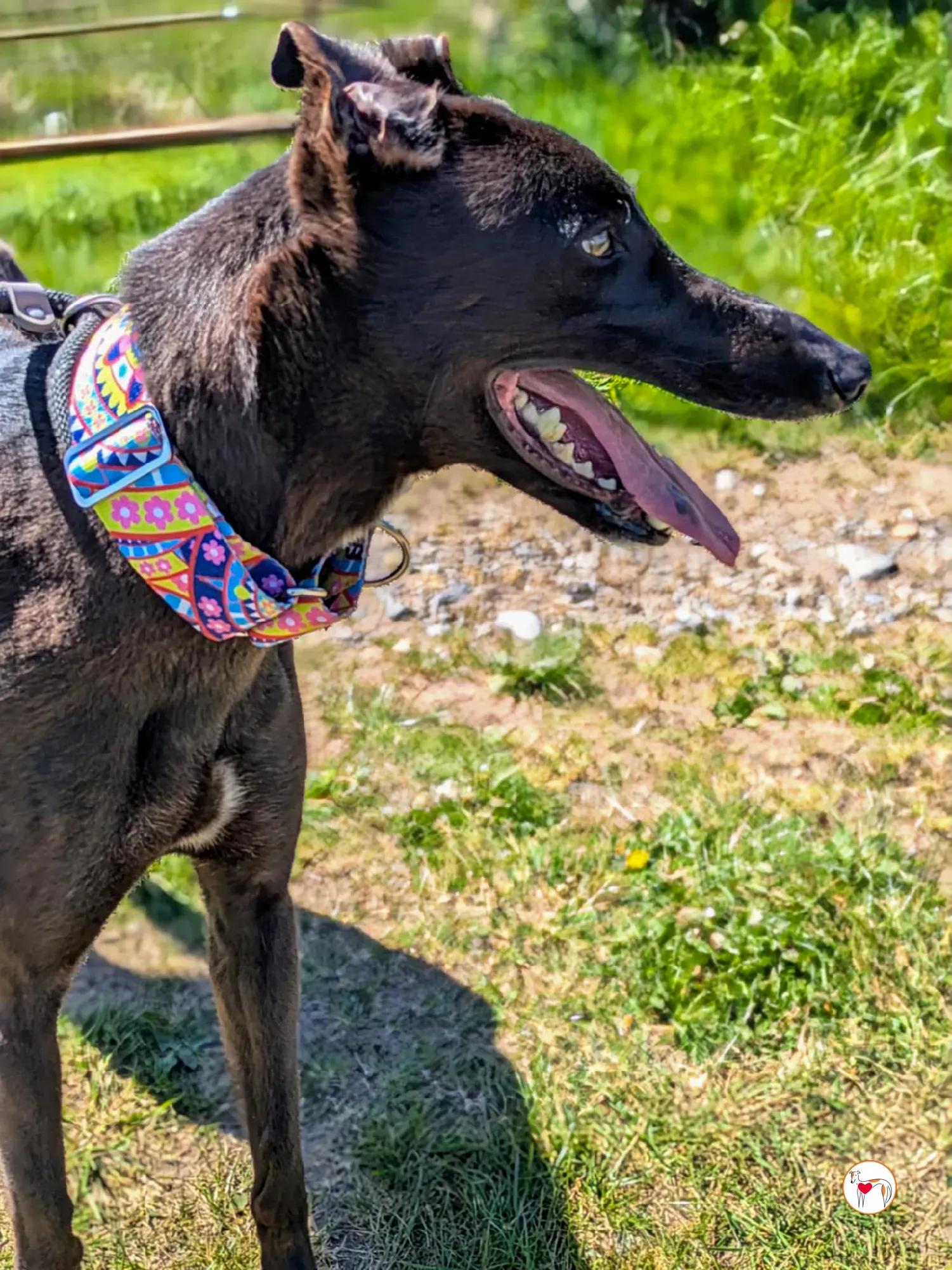 mary kate grey adozione 10