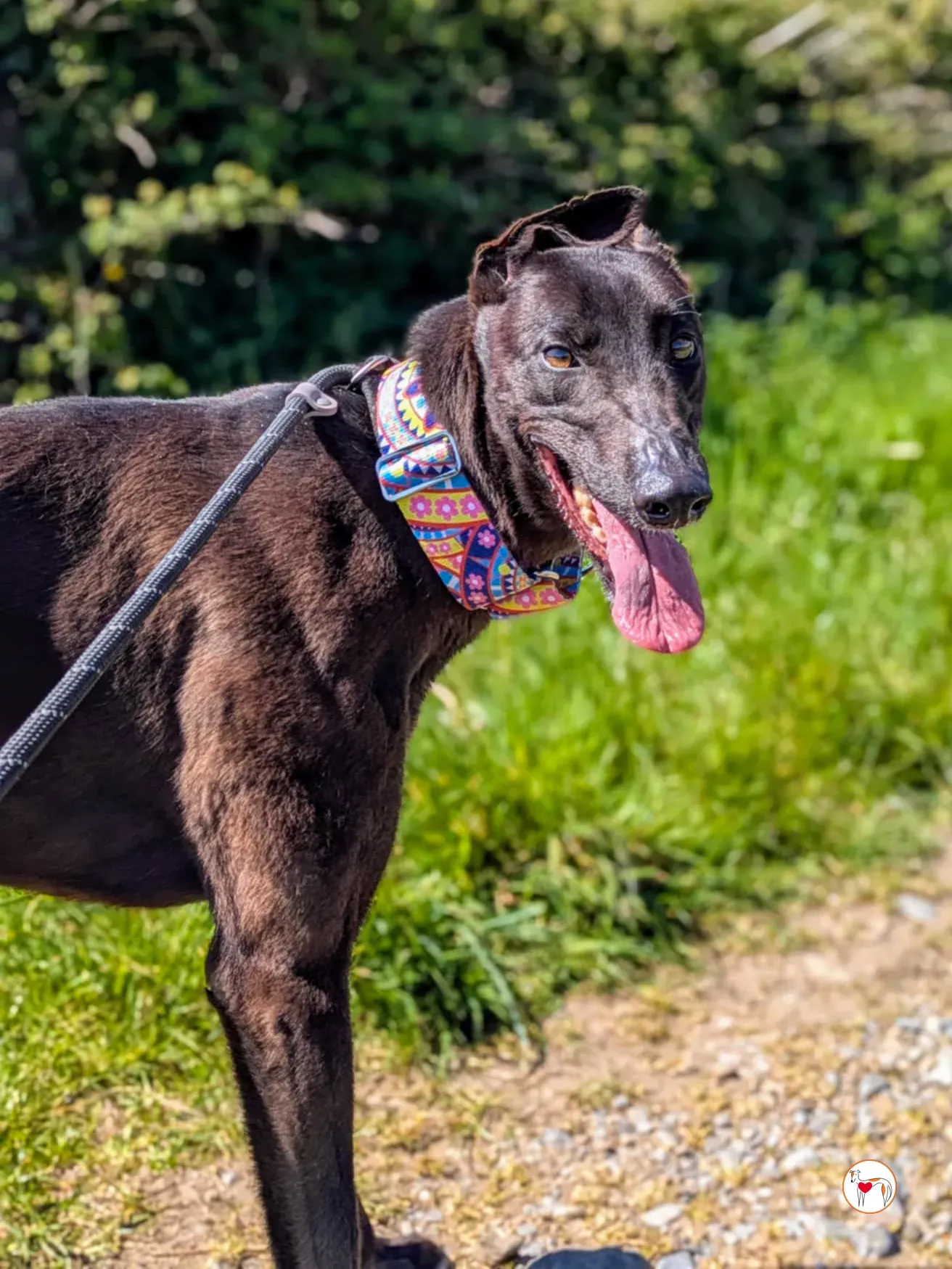 mary kate grey adozione 11