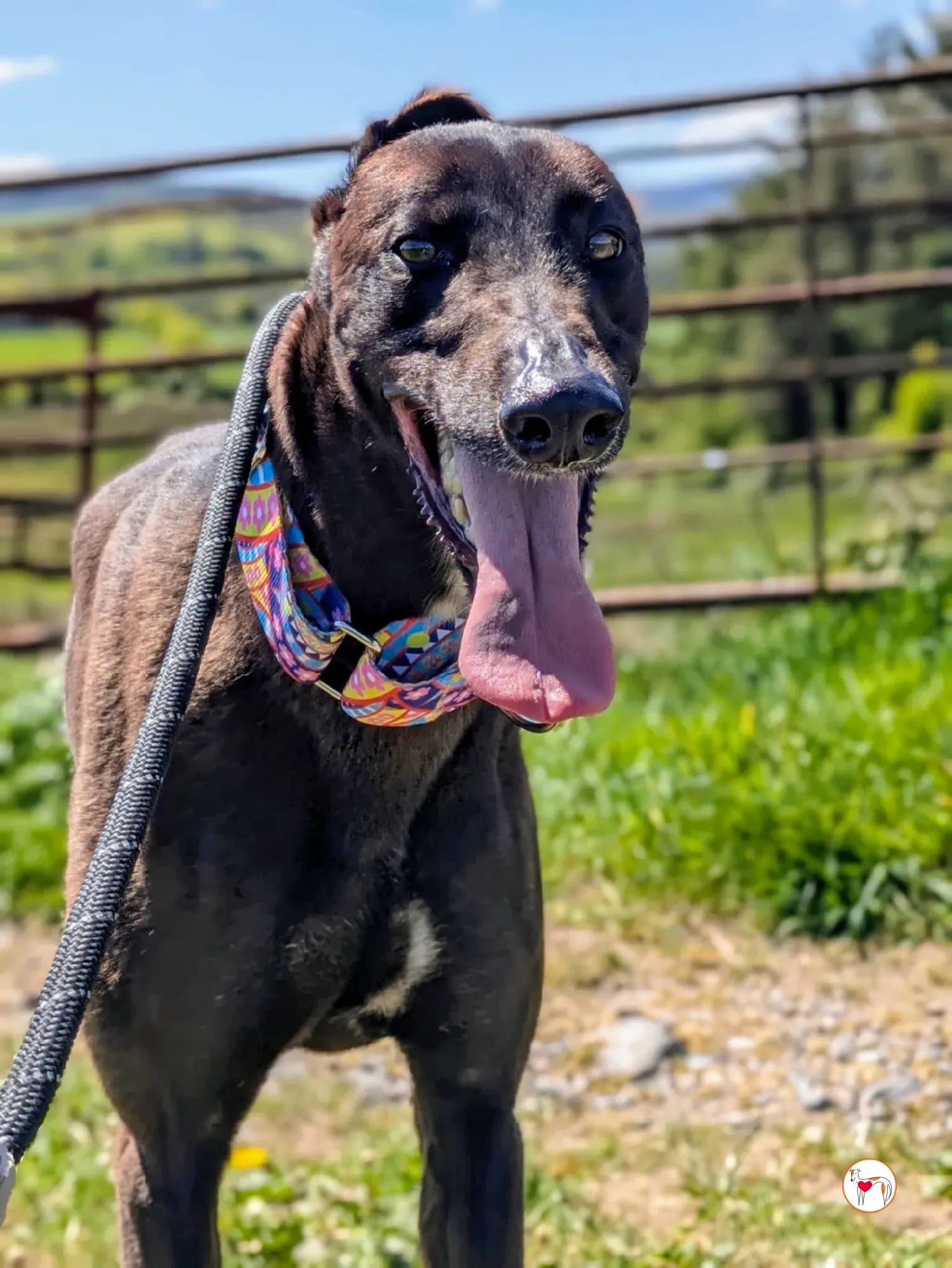 mary kate grey adozione 12