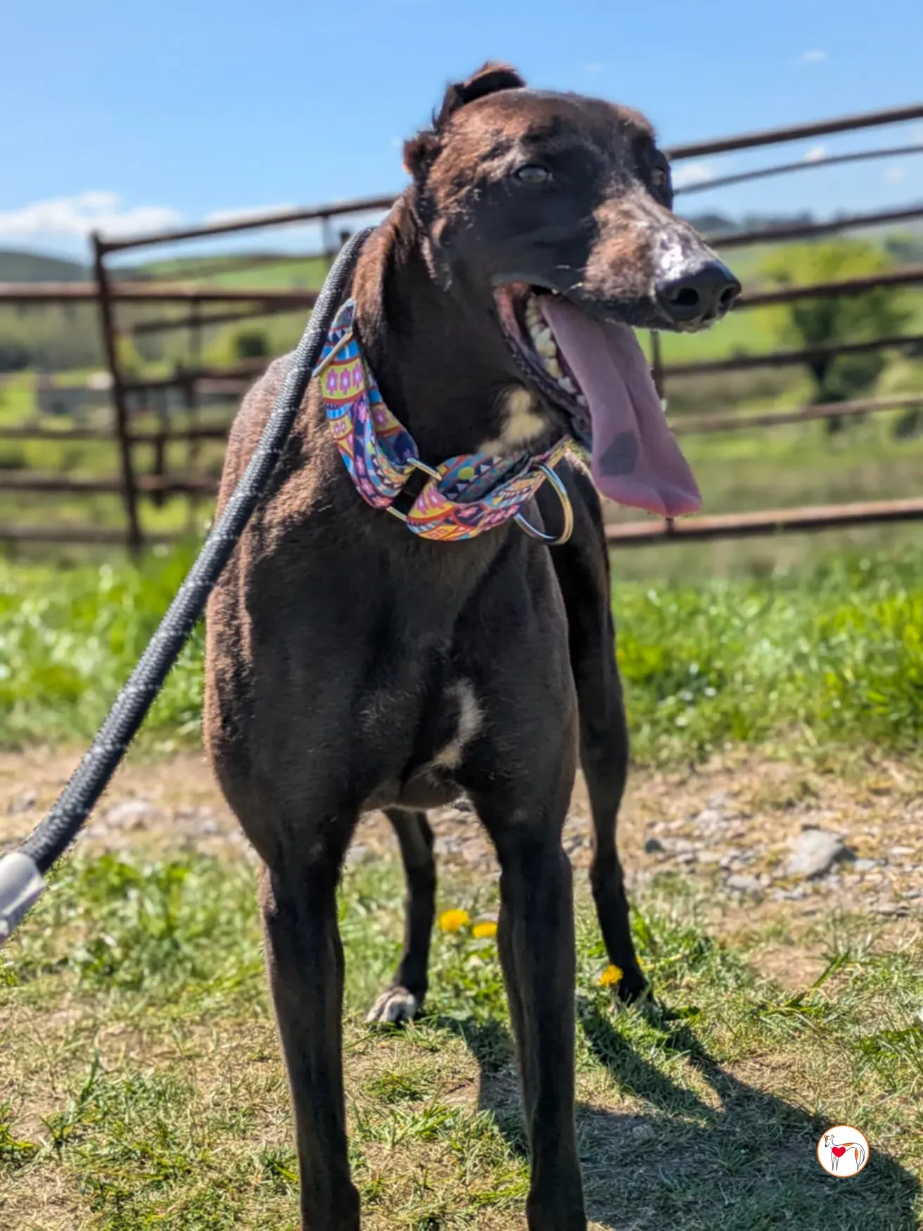 mary kate grey adozione 13