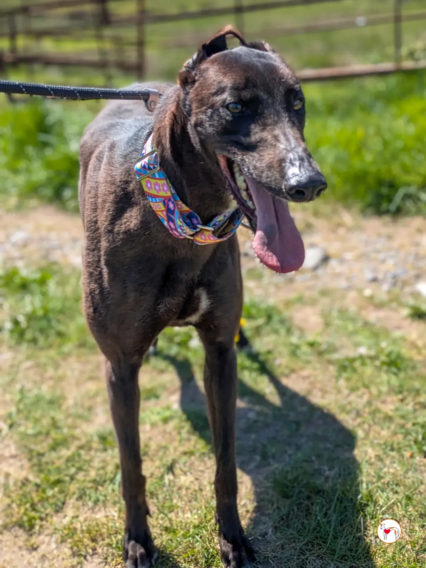 mary kate grey adozione 14