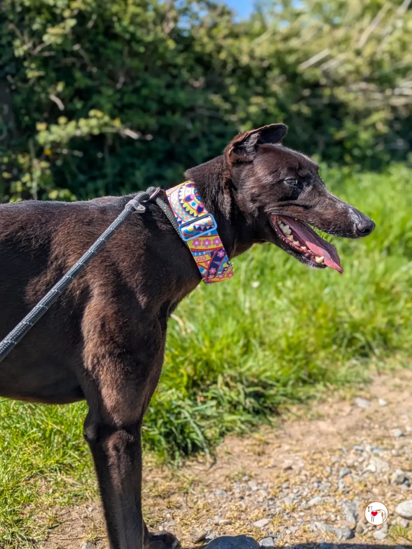 mary kate grey adozione 15