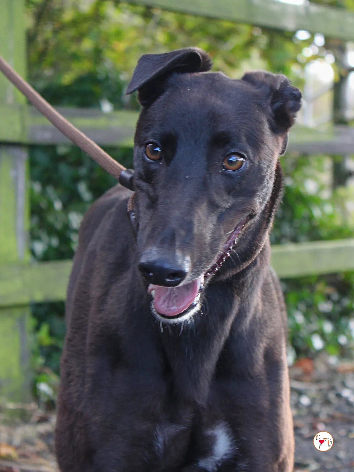 mary kate grey adozione 16