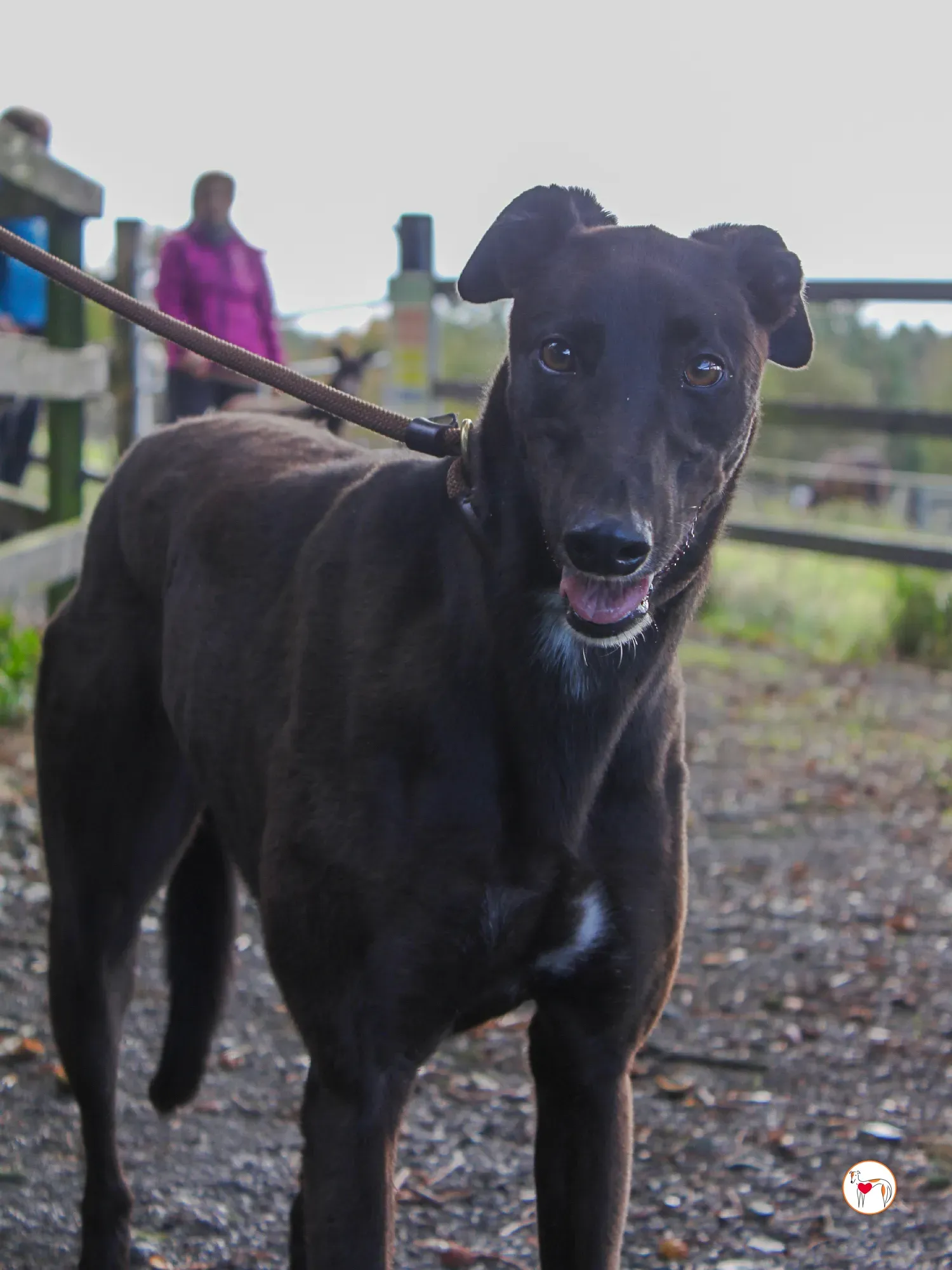 mary kate grey adozione 17