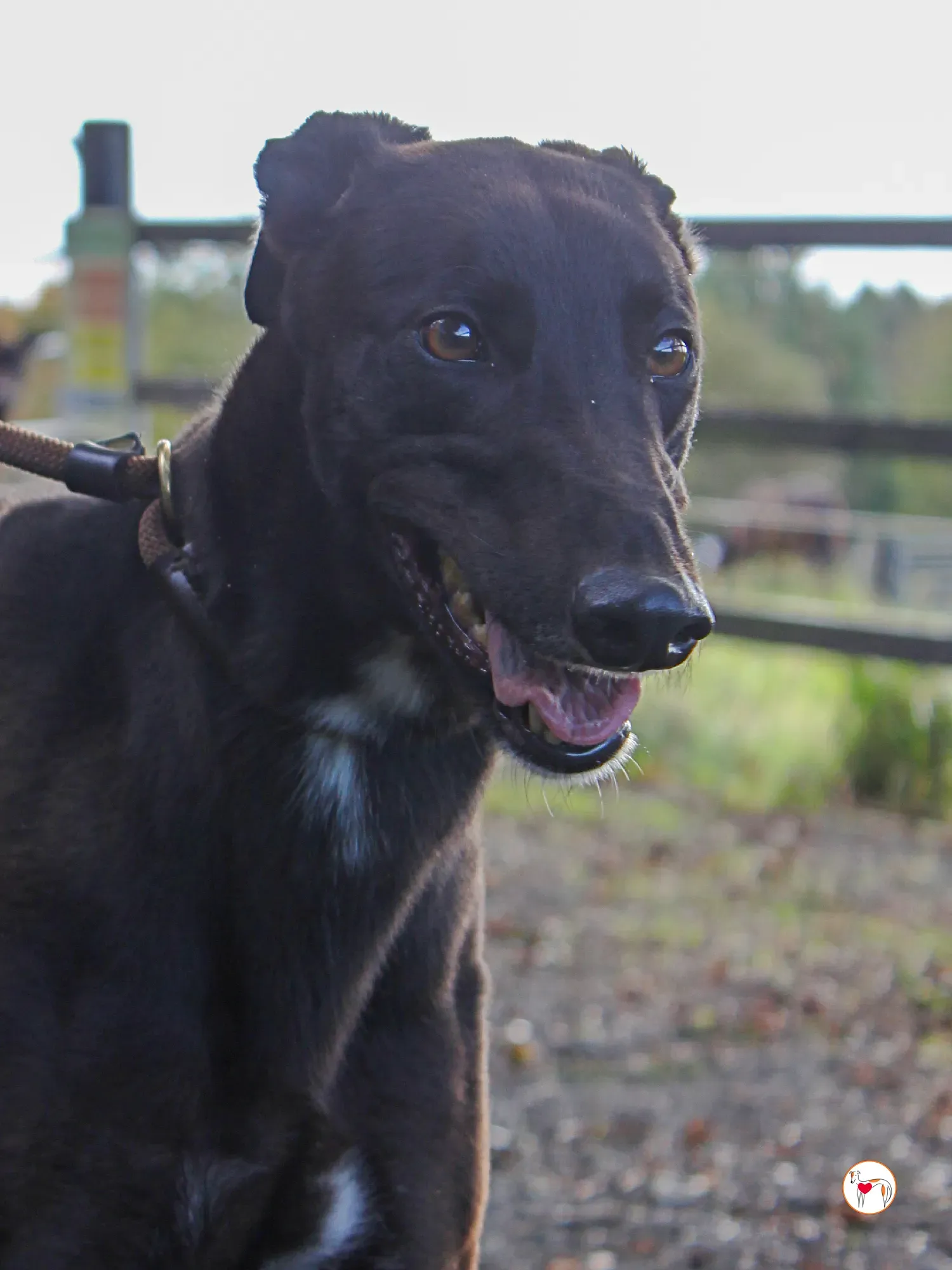 mary kate grey adozione 18