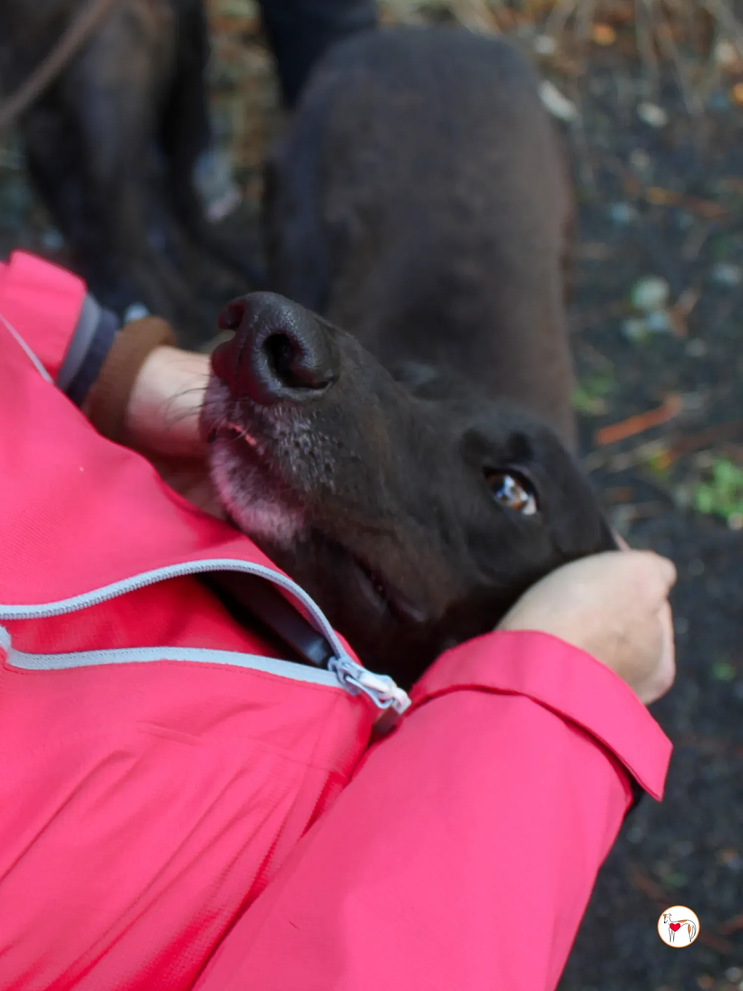 mary kate grey adozione 19