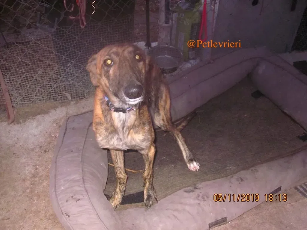 mateo adozione levrieri galgo 1