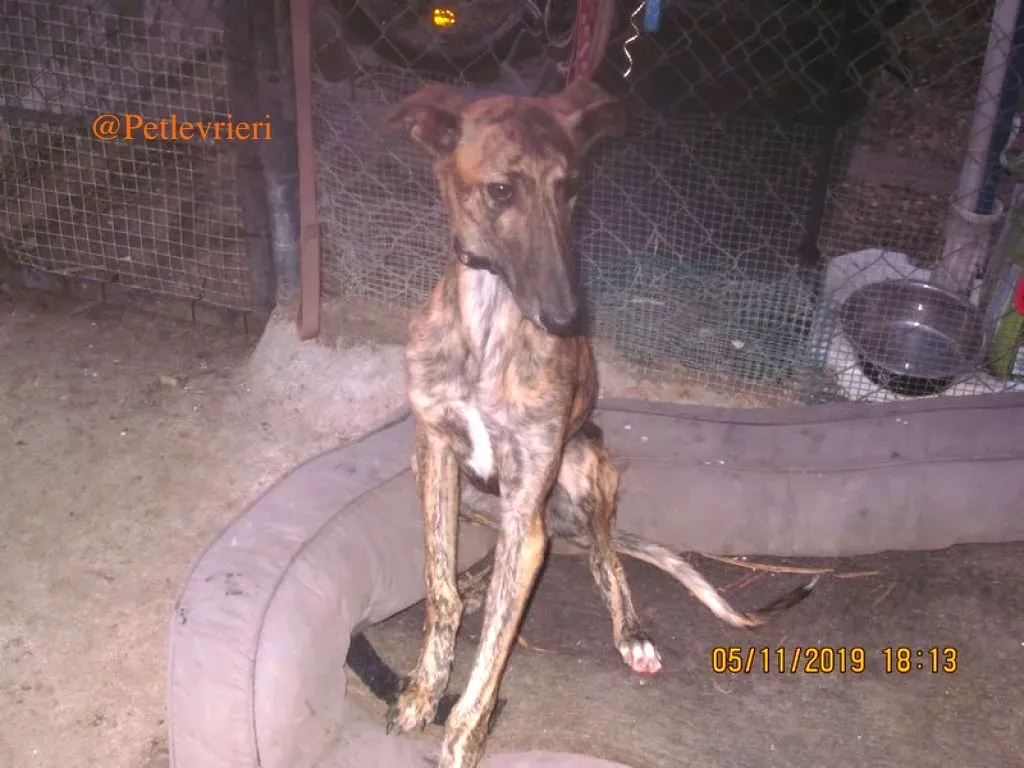 mateo adozione levrieri galgo 2