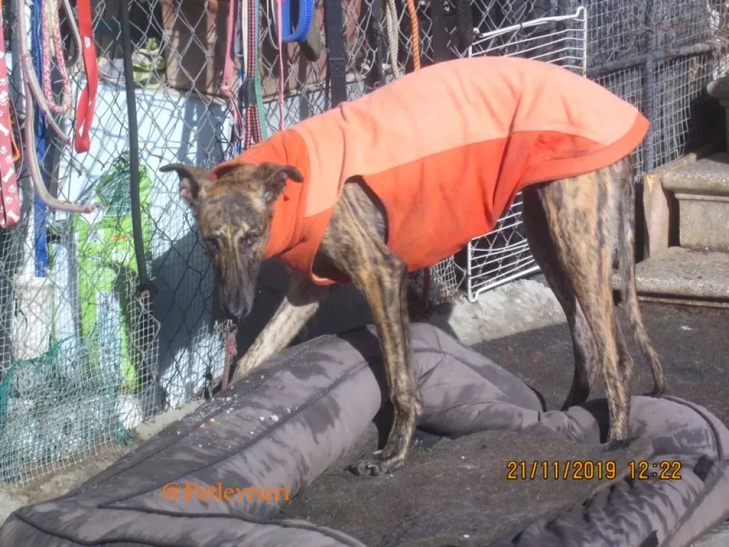 mateo adozione levrieri galgo 3