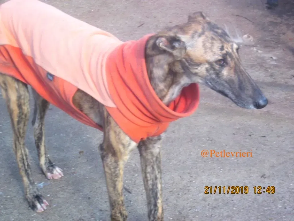 mateo adozione levrieri galgo 5