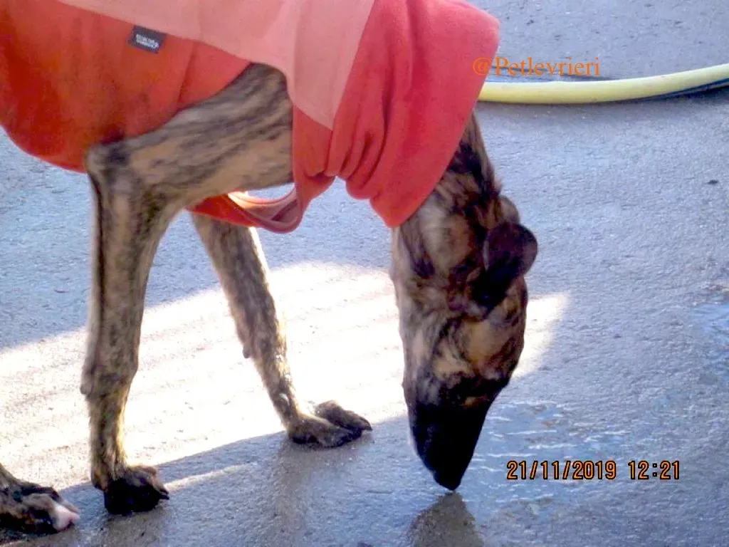 mateo adozione.levrieri galgo 4