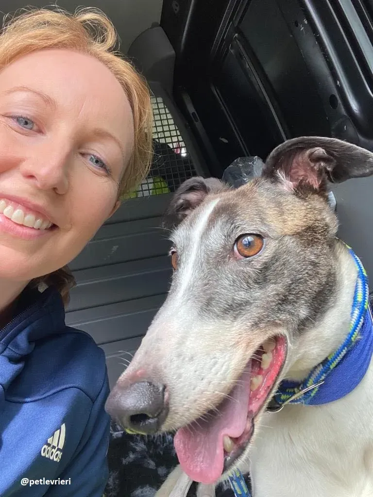 matilda adozione greyhound 1