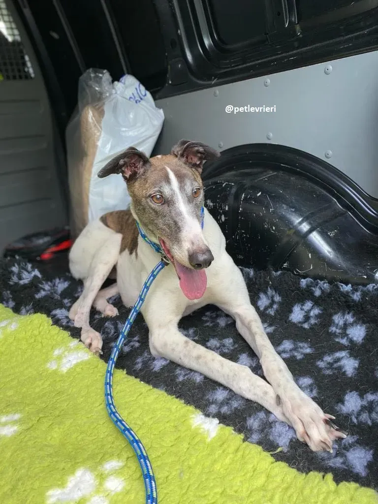 matilda adozione greyhound 10
