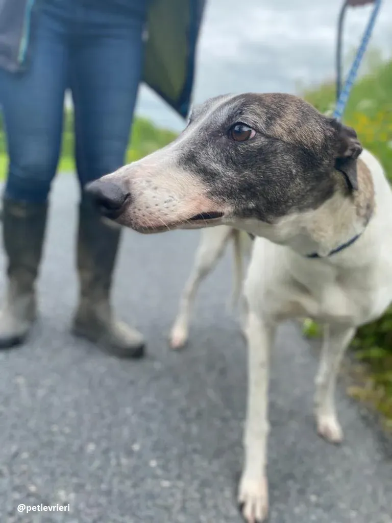 matilda adozione greyhound 11
