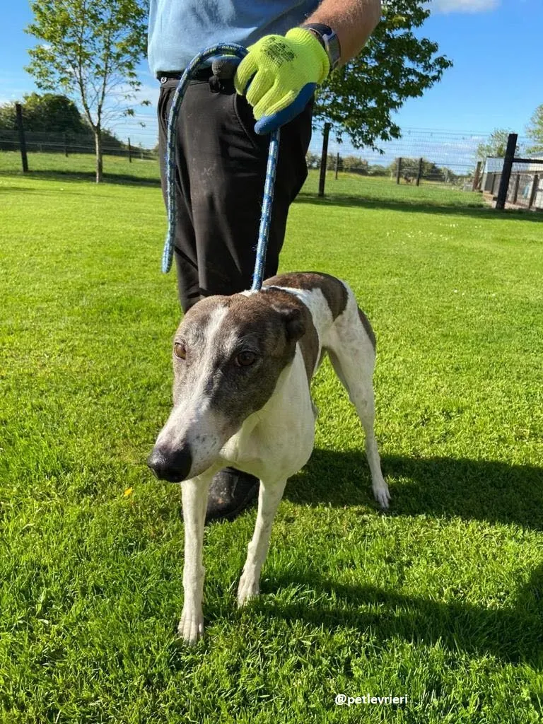 matilda adozione greyhound 12