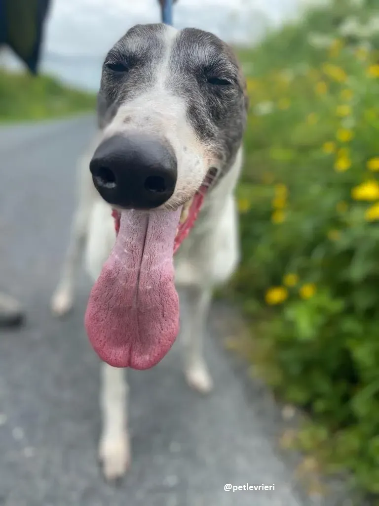 matilda adozione greyhound 13