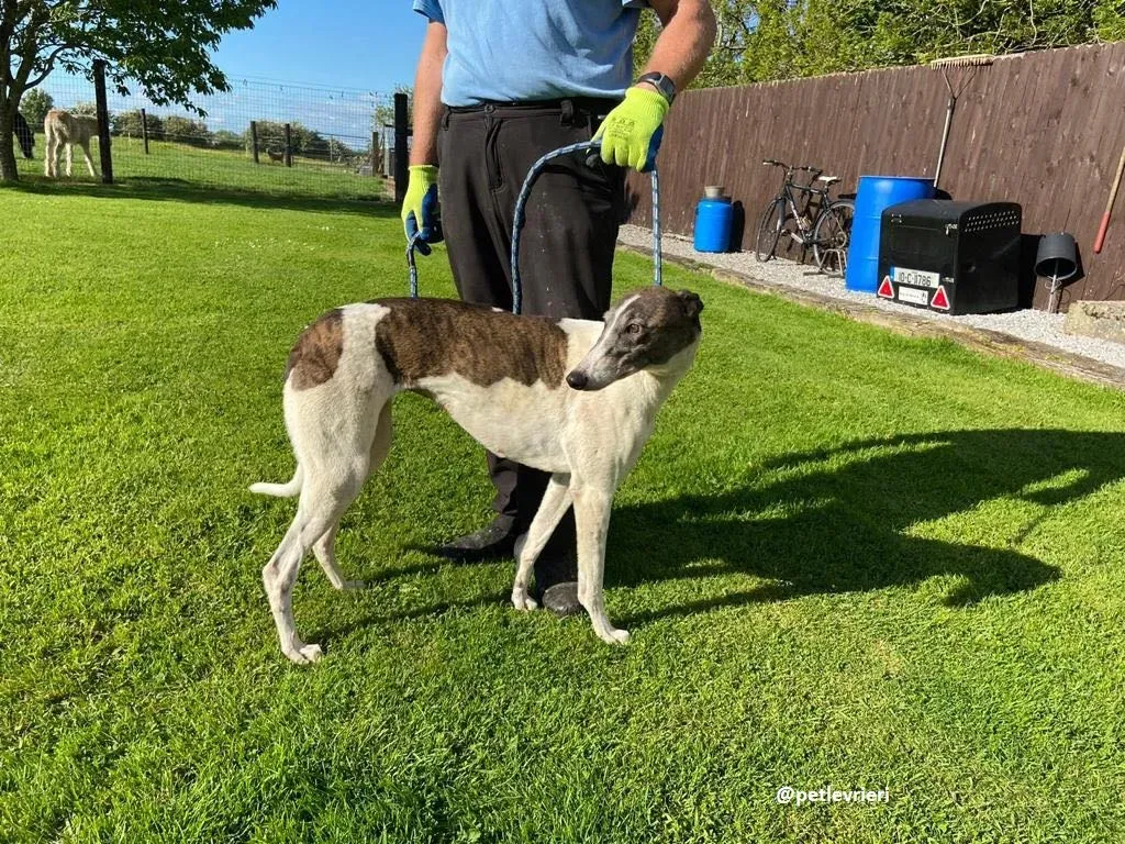 matilda adozione greyhound 15