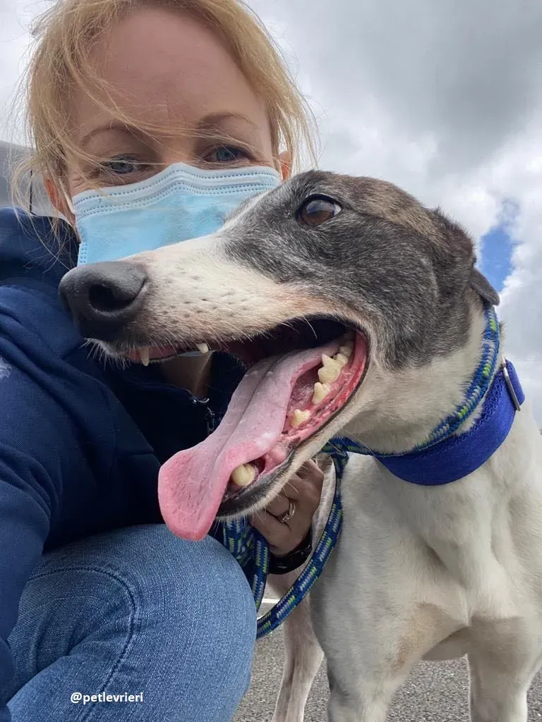 matilda adozione greyhound 16