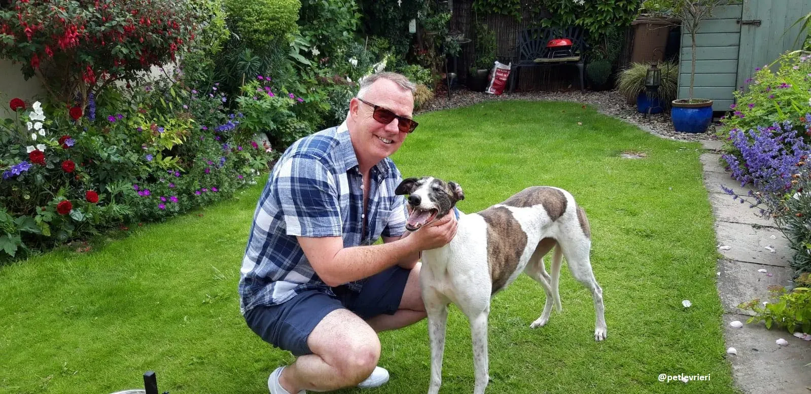 matilda adozione greyhound 18