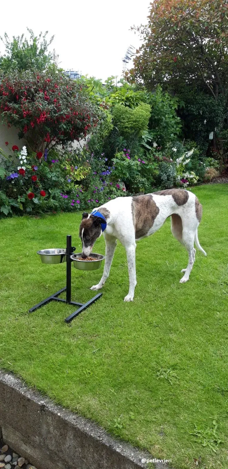 matilda adozione greyhound 19