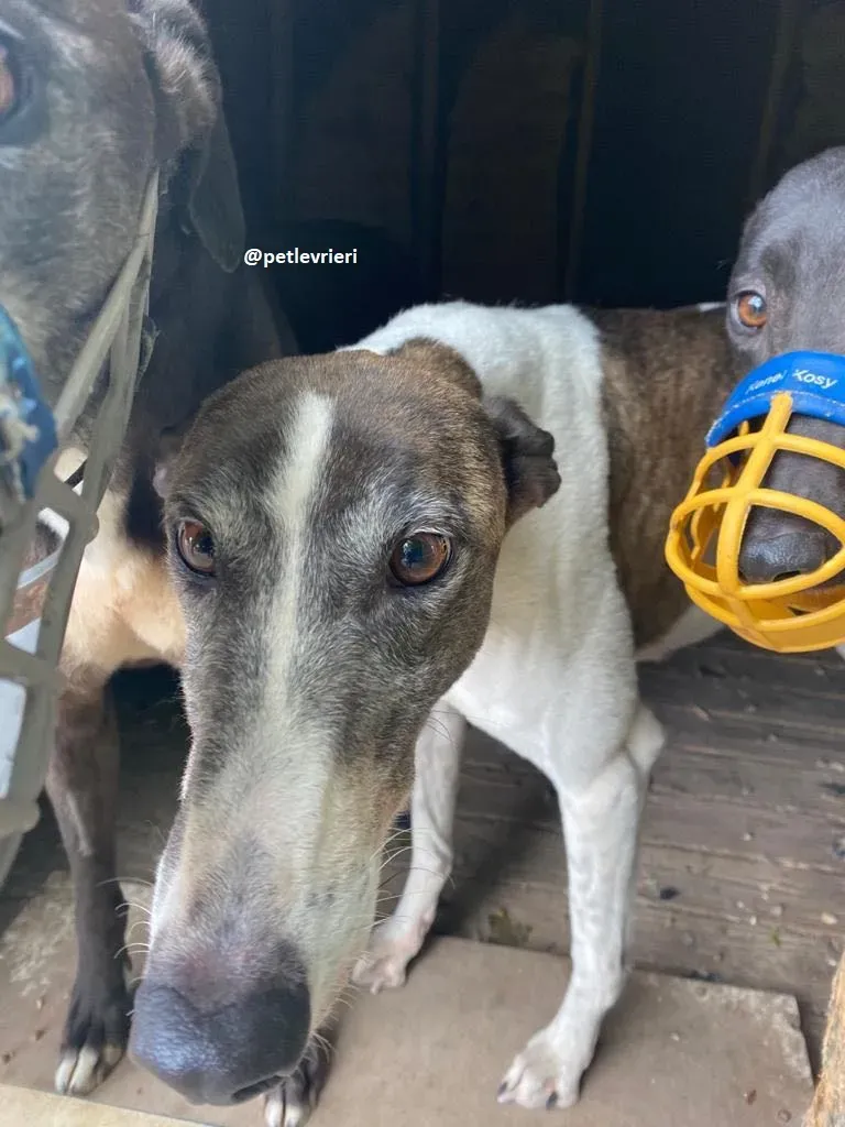 matilda adozione greyhound 2