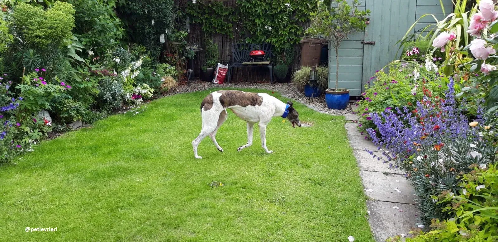 matilda adozione greyhound 20