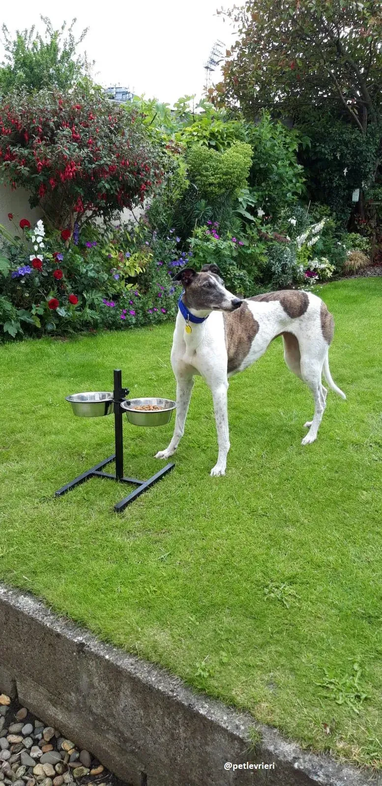 matilda adozione greyhound 21