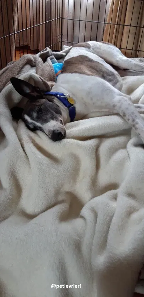 matilda adozione greyhound 22